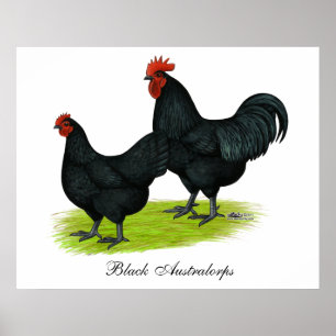 Australorp schwarze Hühner Poster