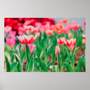 Auswahl Fokus, Phantastische Natur Schöne Aussicht Poster