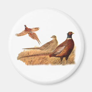 Ausweichende Fasan-Vogel-Jagd Magnet