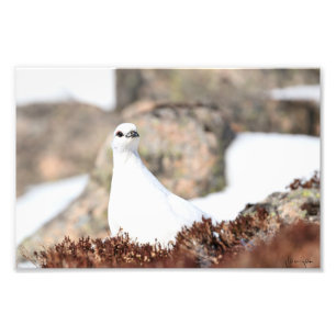 Ausweichendes Alpenschneehuhn Fotodruck