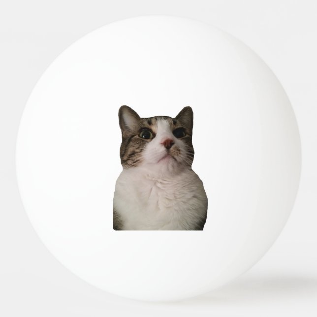 Authentischer Katzen-Ball Tischtennisball (Vorderseite)