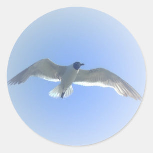 Autocollant 2 de mouette en vol