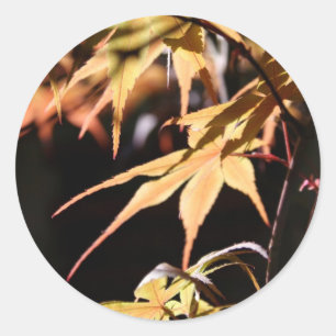 Autocollant 8 ronds japonais Maples