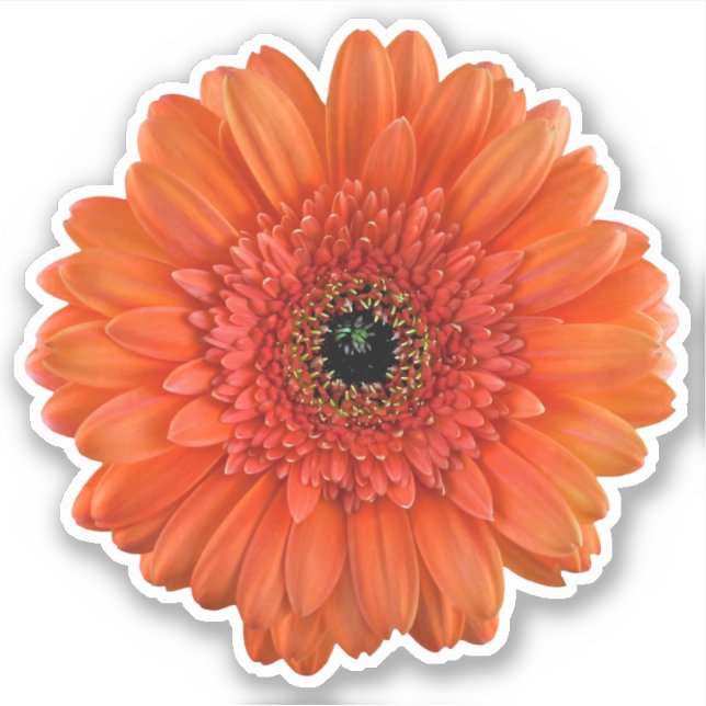 Autocollant à biscuits Orange Gerbera Daisy (Devant)