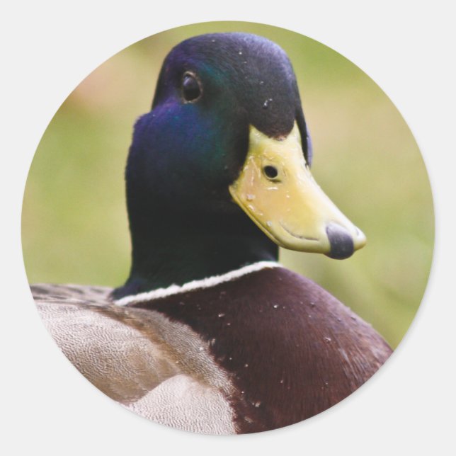 Autocollant à canard jaune et bleu (Devant)