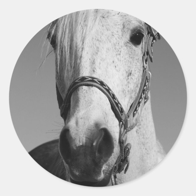 Autocollant à cheval blanc (Devant)