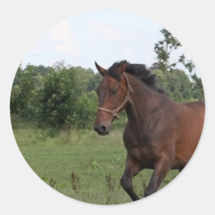 Autocollant à cheval de la baie