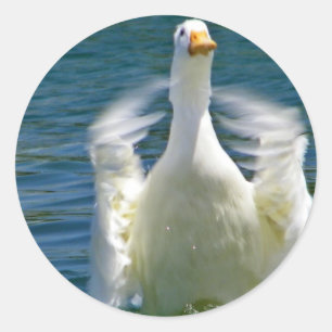 autocollant à cliquet de canard
