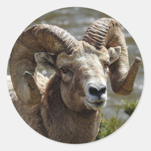 Autocollant à mouton de Bighorn