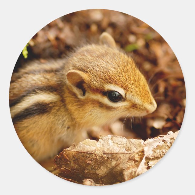Autocollant adorable bébé chipmunk (Devant)