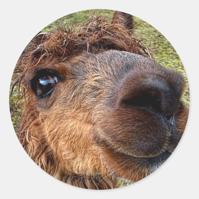 Autocollant Alpaca (Devant)
