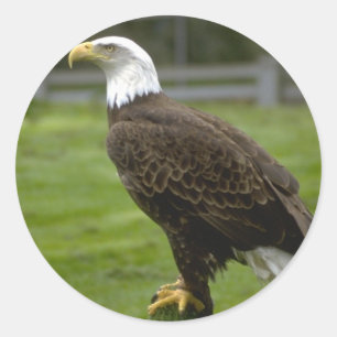 Autocollant américain d'aigle chauve