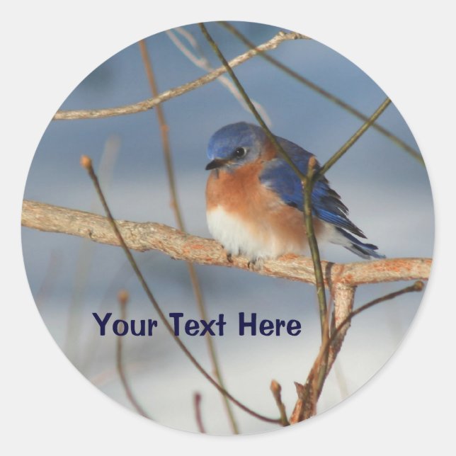 Autocollant animal Bluebird d'hiver (Devant)