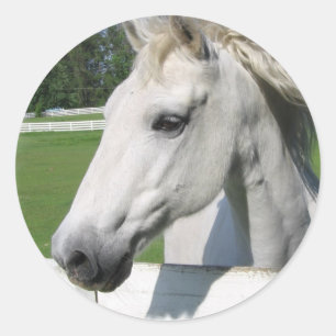 Autocollant Arabe blanc de cheval