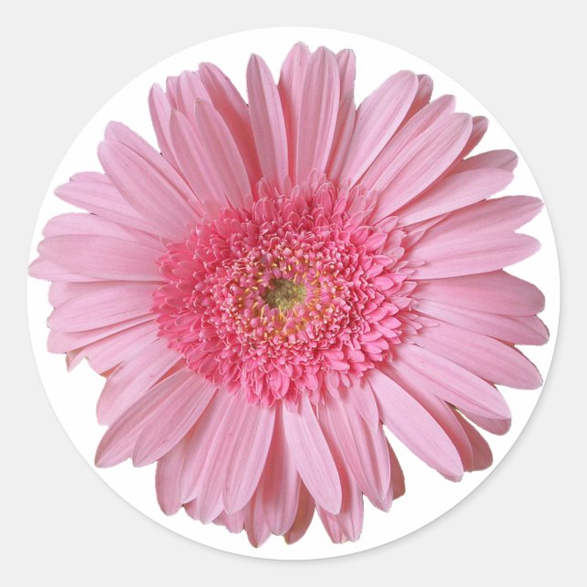Autocollant assez rose de marguerite de Gerber (Devant)