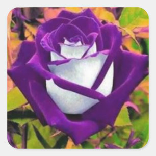 Autocollant avec un rose pourpre et blanc