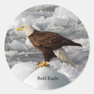Autocollant Bald Eagle