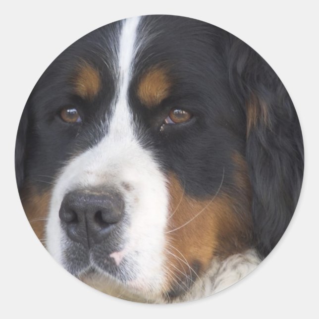 Autocollant Berner Sennenhund (Devant)