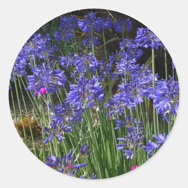 Autocollant bleu Agapanthus (Devant)