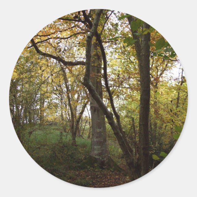 Autocollant Bois Automne (Devant)