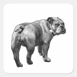 Autocollant Bouledogue, Regard Amical