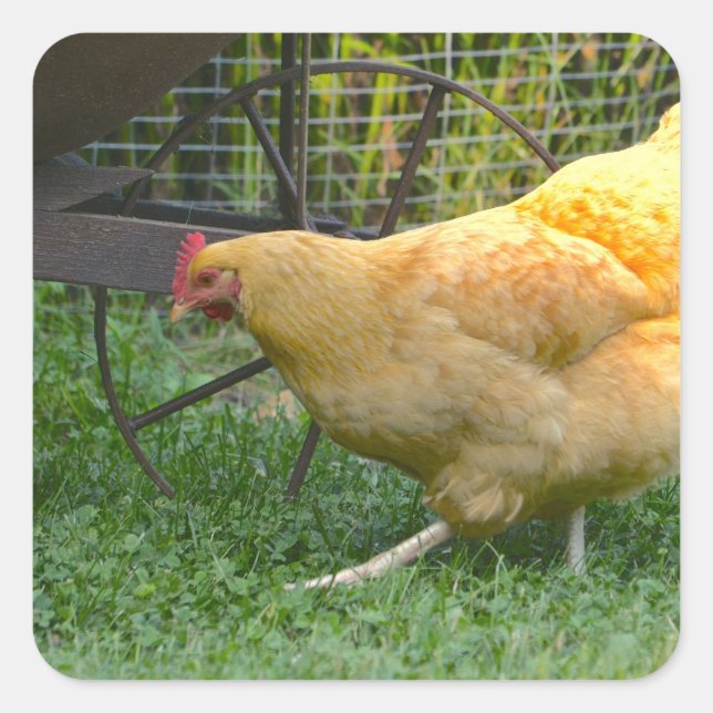 Autocollant Buff Orpington Hen (Devant)