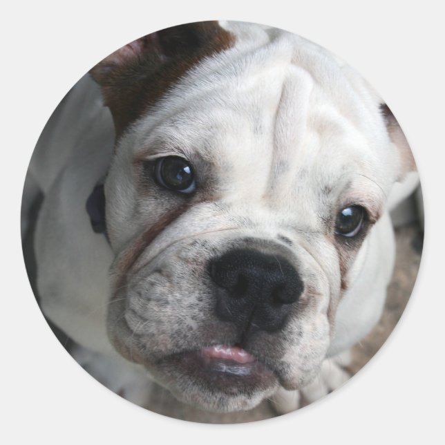 Autocollant Bulldog anglais (Devant)