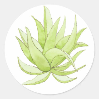 autocollant cactus aloe vera