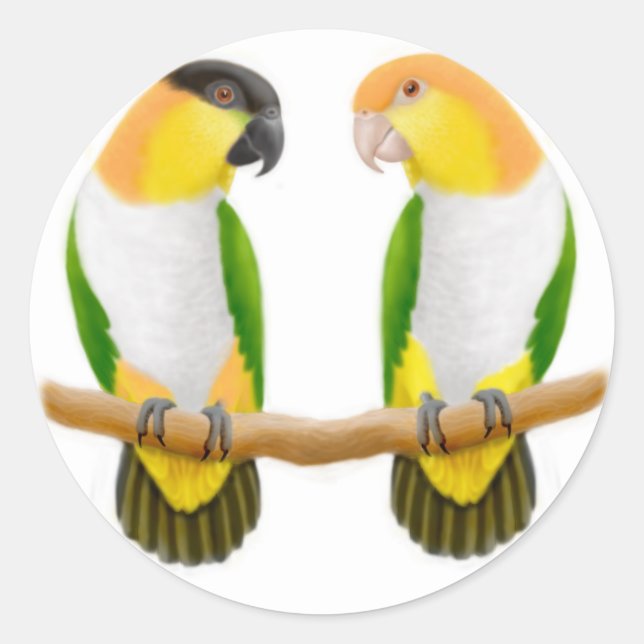 Autocollant Caique Parrot Love (Devant)