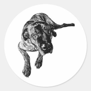 Autocollant Cane Corso Bringé en Position Couchée