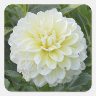 Autocollant carré avec dahlia blanc élégant