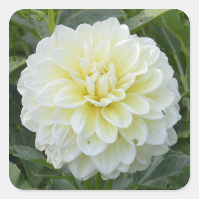 Autocollant carré avec dahlia blanc élégant (Devant)