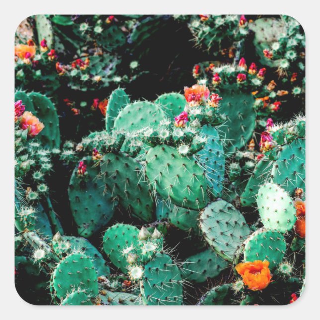 Autocollant carré Cactus Square (Devant)