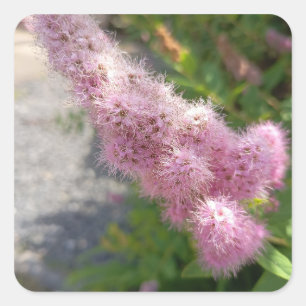 Autocollant carré floral de fleur d'Astilbe rose p