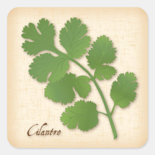 Autocollant Carré Herbe Cilantro