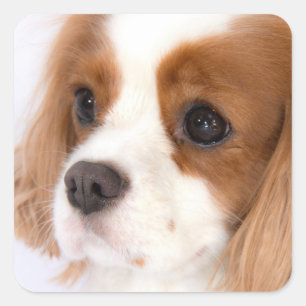 Autocollant Cavalier King Charles Spaniel Fille Mi