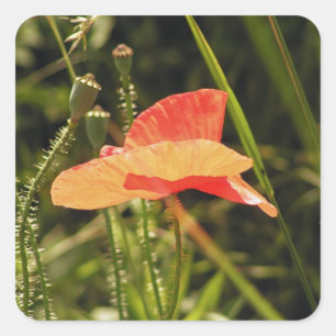 Autocollant Coquelicot
