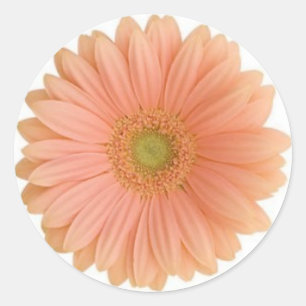 Autocollant Coral Gerbera Daisy