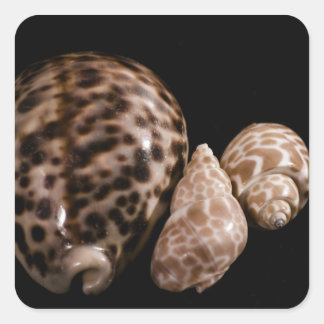 Autocollant Cowrie Cones