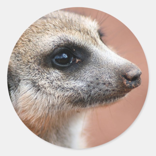 Autocollant Curieux Meerkat (Devant)