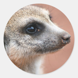Autocollant Curieux Meerkat