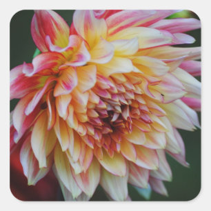 Autocollant Dahlia