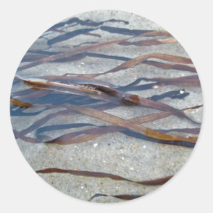 Autocollant d'algues Eel Grass