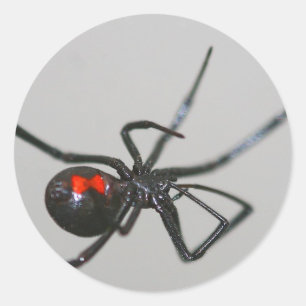 Autocollant d'araignée noire