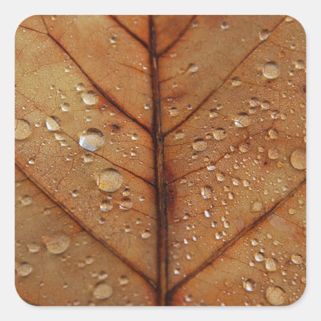 Autocollant d'automne (Devant)