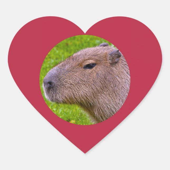Autocollant de capybara (Devant)