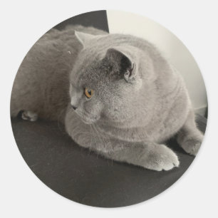 autocollant de chat plier écossais