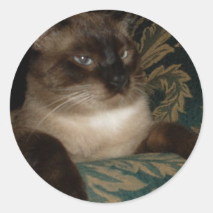 Autocollant de chat siamois au visage boudeur