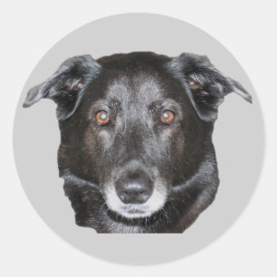 Autocollant de chien de repérage du Labrador noir