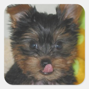 Autocollant de chiot de Zach